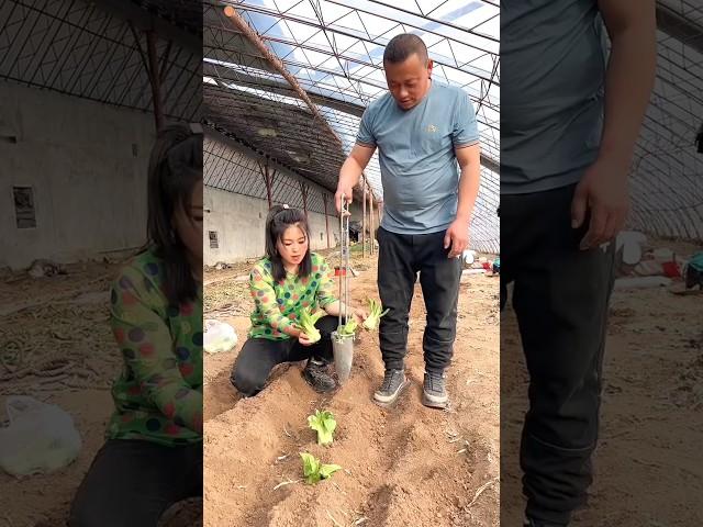 Rural Farmer Useful This Satisfying Seedlings Planting Tool  #shorts #youtubeshorts