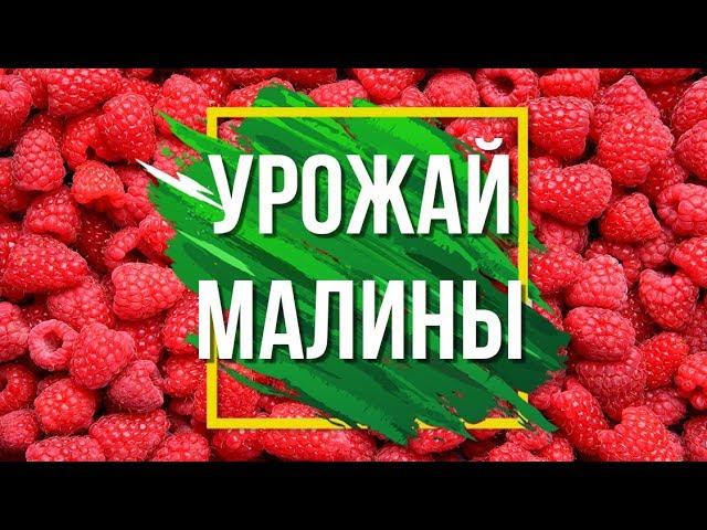 Как Улучшить Урожай Малины  Советы Садоводам от Garden zoo