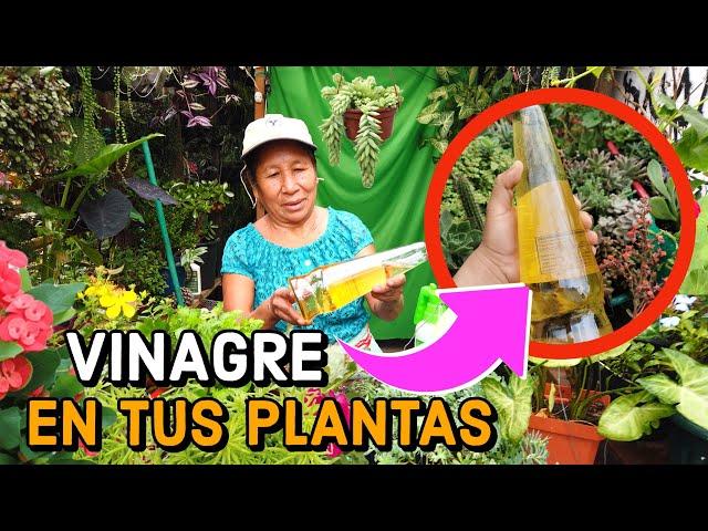 RIEGA tus PLANTAS con VINAGRE  y Tu Jardin TE LO AGRADECERA - Abono ORGANICO y FUNGIZIDA