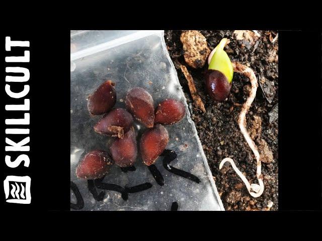  Apple Breeding, Planting Apple Seeds  How I Do It Now