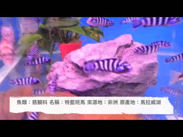 魚名：特藍班馬