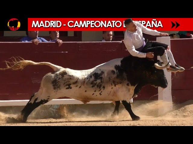  FINAL DEL CAMPEONATO DE ESPAÑA DE RECORTADORES CON TOROS 2018 - MADRID 07/10/2018