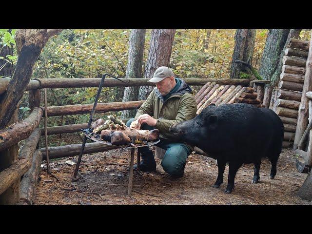 Мужчина приручил дикого кабана и живёт с ним в лесу | поездка к бабушке в деревню.