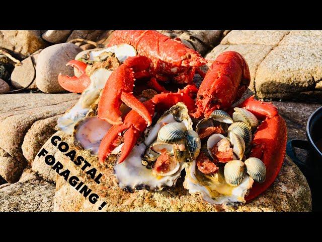 Coastal Foraging / Oysters , Lobsters and Clams / Cook Up On The Beach !