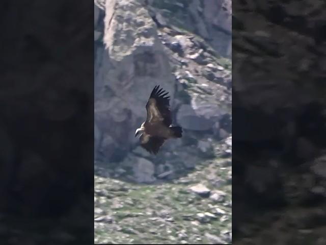 Il volo dei grifoni #birdwatching #cridart #birds #Eurasiangriffonvulture #Gypsfulvus