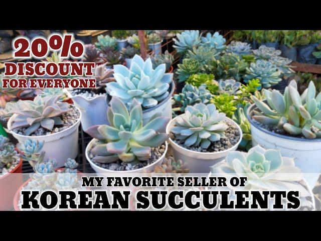 Bilihan ng Rare & Imported Succulents near Baguio • Ang daming choices | 다육식물 | 多肉植物 | Suculentas