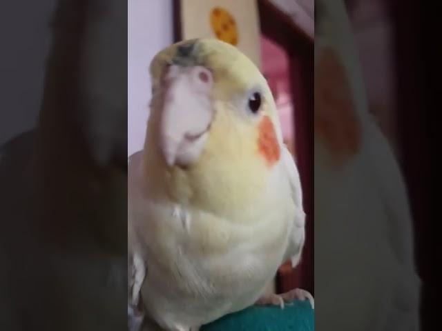 Happy cockatiel