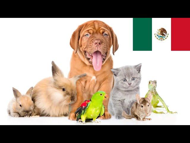 How Can I bring my Pets to Mexico with me? 