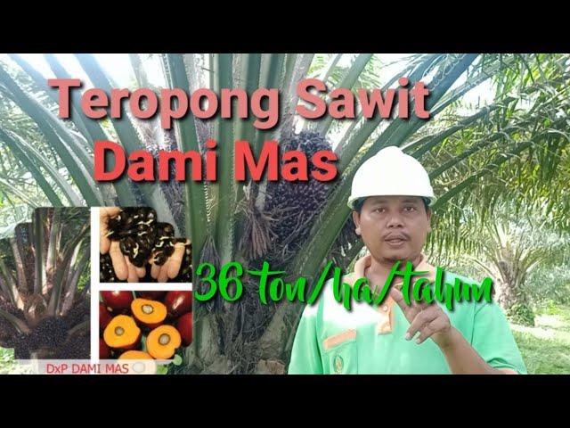 Teropong keunggulan sawit D x P Dami Mas