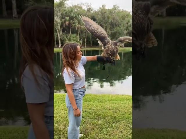 Flying the SECOND LARGEST Owl in the World!!!