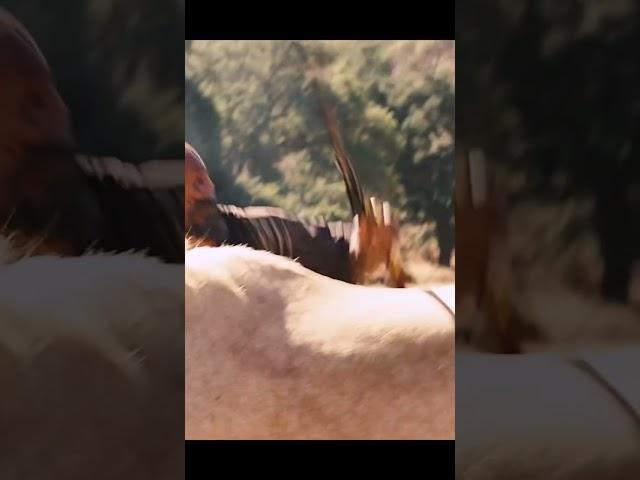 In Django Unchained, tensions EXPLODE when two allies turn executioners