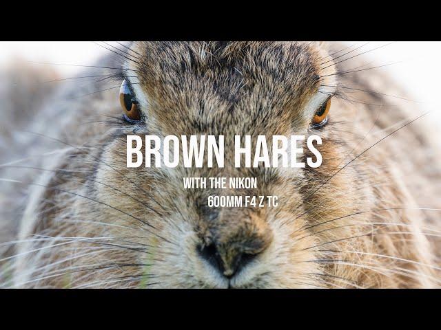 Photographing Hares with the Nikon 600mm f4 Z TC | Wildlife photography on location