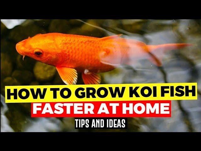 How To Grow Koi Fish Faster At Home