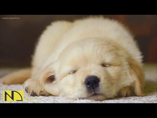 20 HOURS of Deep Sleep Dog Calming MusicAnti Separation Anxiety Relief MusicDog Music NadanMusic