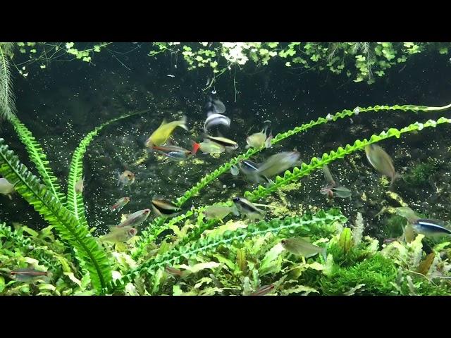 Feeding SECRETS, my 28 year old natural aquarium.