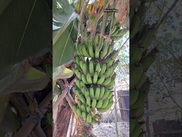 #banana #rawbanana #Azra's #Vlog #shorts