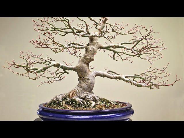 Developing Maple Bonsai trees