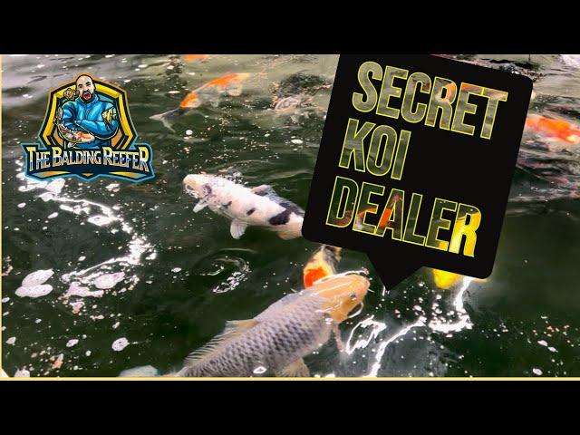 The Secret Koi Dealer | Ashford, Kent, UK