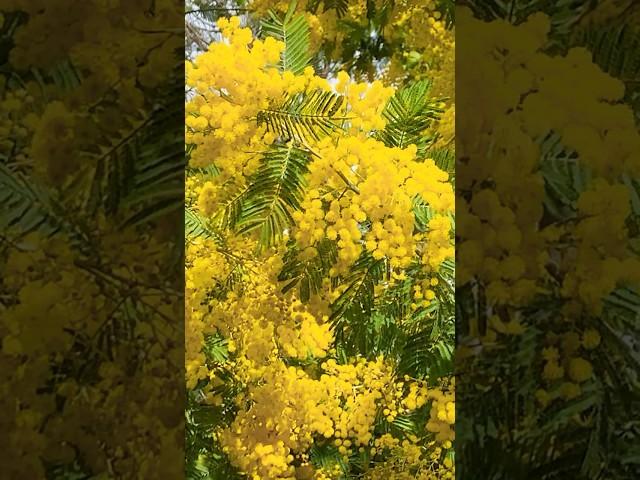 А у нас уже весна. Мимоза в цвету. #mimosa #мимоза