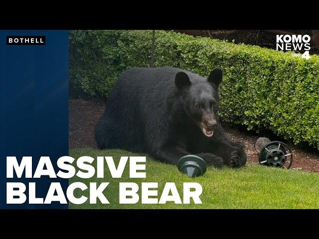 Bothell neighbors 'mesmerized' by black bear munching on birdseed in backyard