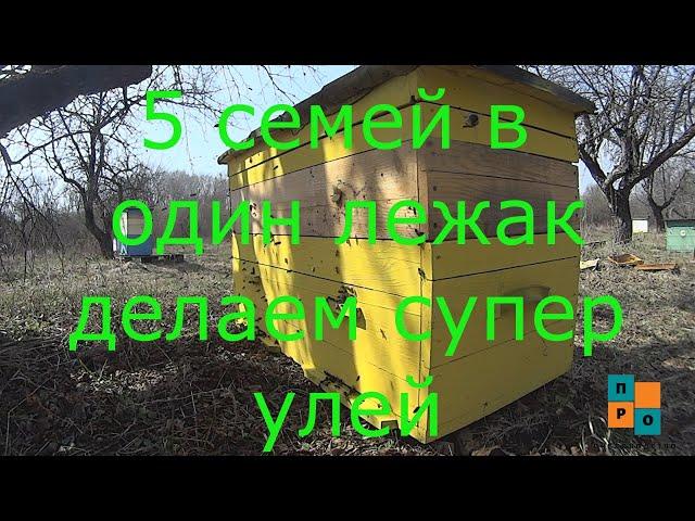 Супер улей для майского мёда. 5 семей в один улей. Эксперимент! Не повторять! Смотреть всем.