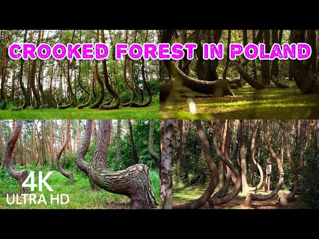 Crooked Forest in Poland | The Crooked Forest is a grove of oddly-shaped pine trees |