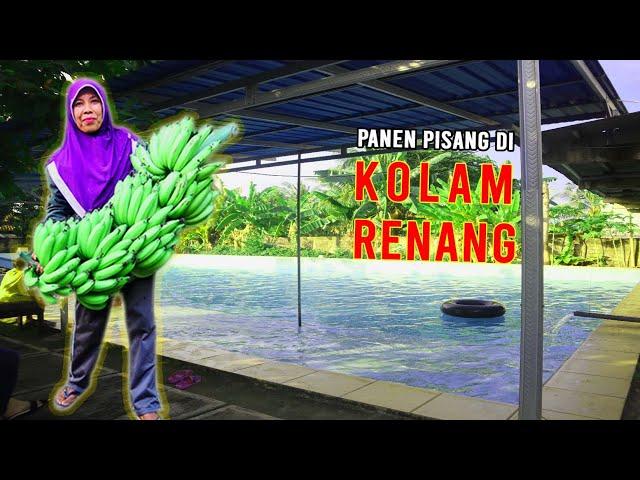 PANEN PISANG DI KOLAM RENANG ALA MBOK JAR