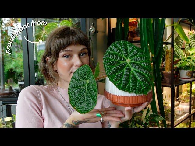 top 12 current favourite houseplants  philodendron, begonia, alocasia, & more!