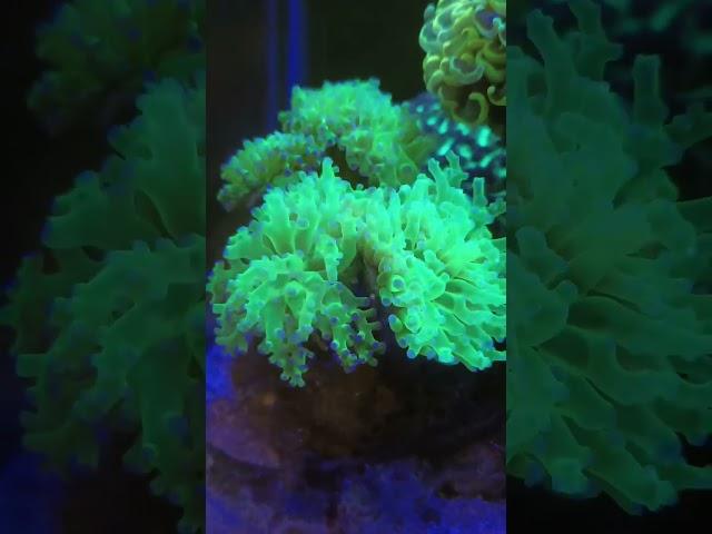 Green frogspawn coral #aquarium #marineaquarium #reef #reeftank #coralreeftank #shortvideo #fyp