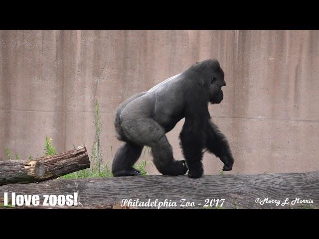 Philadelphia Zoo Gorilla Kuchimba Shows Off His Physique