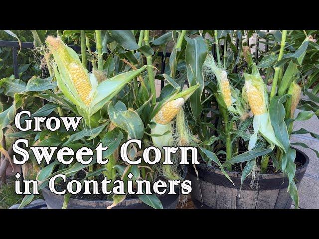 How to Grow Sweet Corn from Seed in Containers - Easy Planting Guide