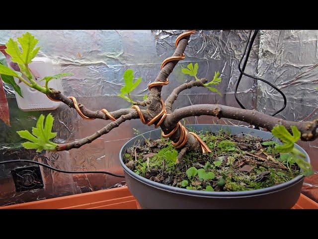 How to Bonsai a Fig Tree with Gizzy, Update