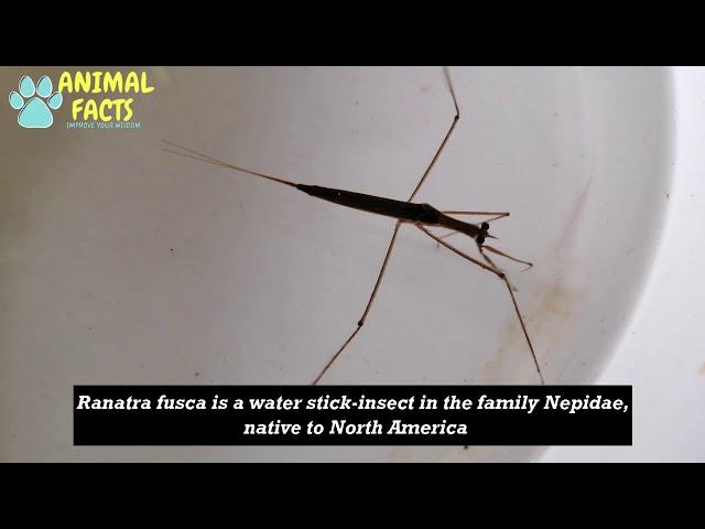 The Brown water scorpion |Animal Facts