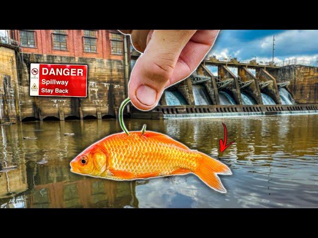 Fishing ABANDONED Spillway w/ GOLDFISH as Bait!! ( BIG FISH )