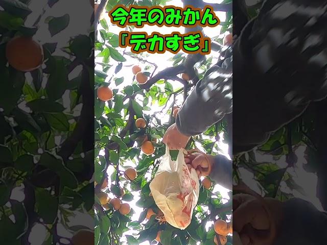 よりい風布みかん狩り #埼玉のＢ級フルーツ