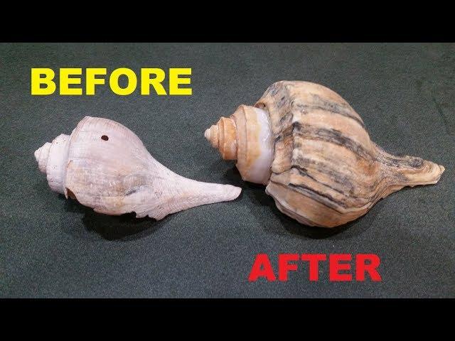 How to Clean Sea Shells