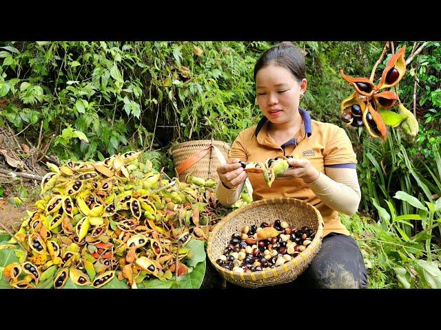 Harvest Exotic fruits (The Rarest in Vietnam) to sell at the market - Taking care of Chickens, Ducks