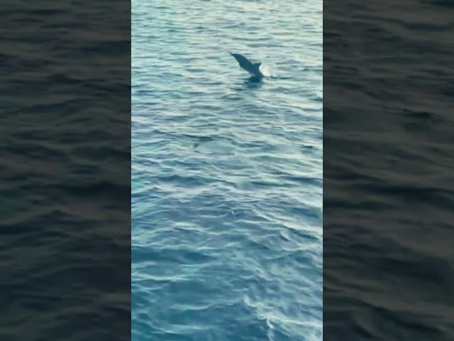 Dolphin Jump in the Sea #nature #shorts