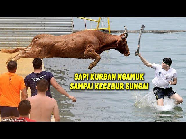 SAPI & PANITIA KURBAN KECEBUR SUNGAI.! KUMPULAN VIDEO SAPI KURBAN N94MUK SAAT MAU DIP0T0NG