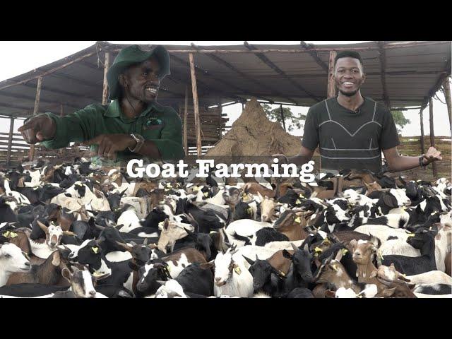 From 5 TO 48,000 GOATS - Becoming Millionaire Through Goat Farming.