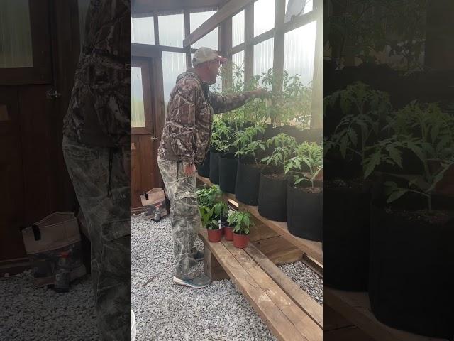 Pollinating tomato plants in the greenhouse. #pollinators  #greenhouse #diy