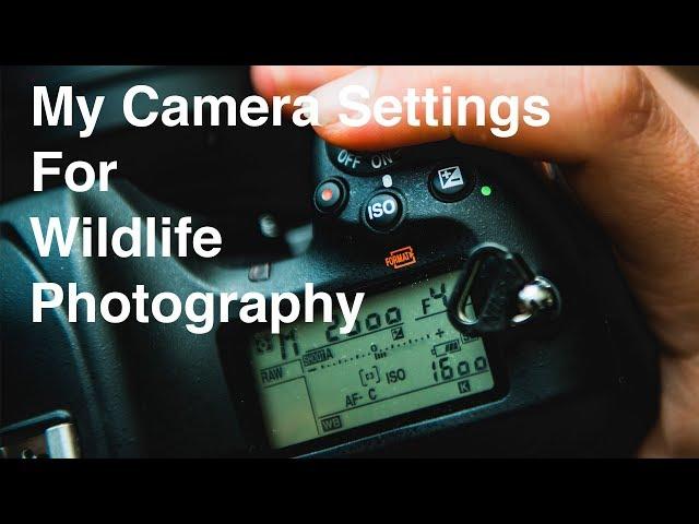 Wildlife Photography Nikon camera settings