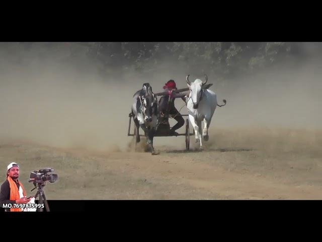 Azam Patel bihiriya. Pat Pratiyogita Video  Ox Race  Barghati Bhaiya Pat