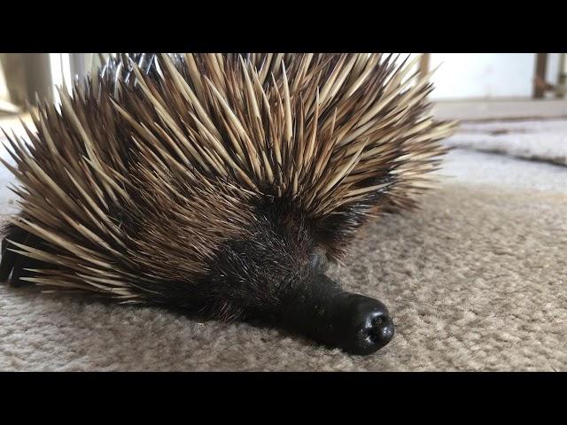 Cute animal - Echidna snoring