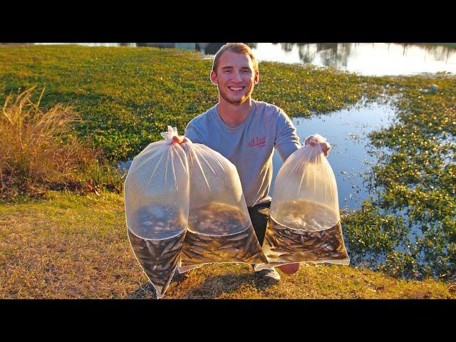 1000 Shiners Vs. Hungry Bass!