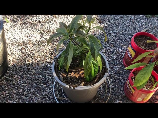 How to grow an avocado tree from seed. Update... Here they Grow