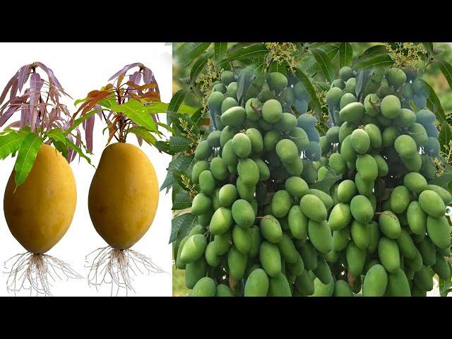 Best videos : Growing Mango with techniques Create root New 100% Success