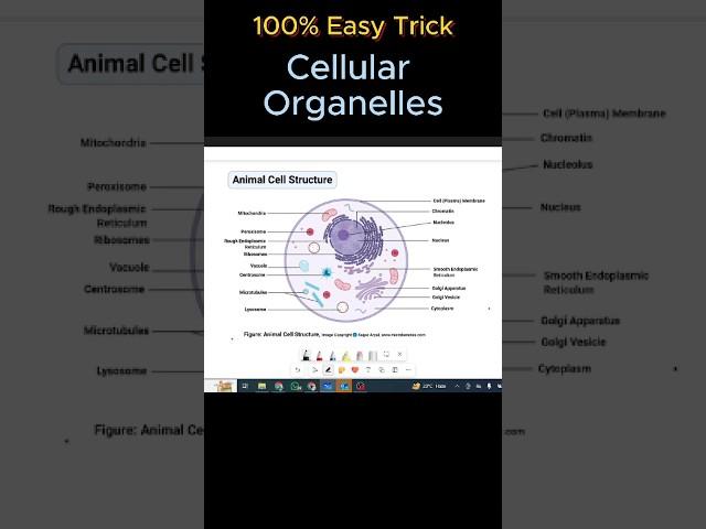 Remember Cellular Organelle in 48 secs