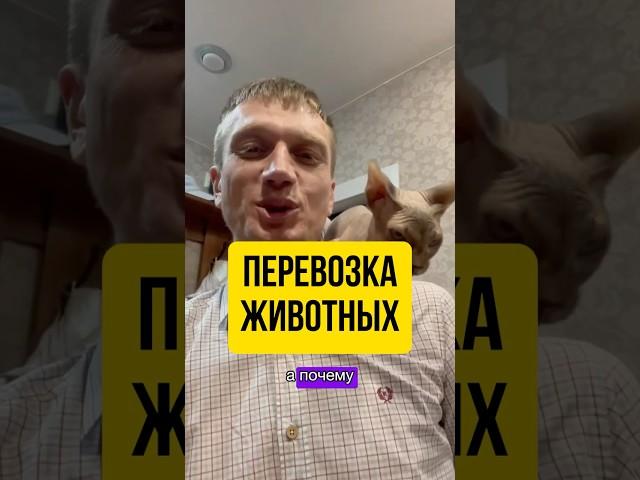 Почему возить кота на поезде проще, чем на самолете? #поезд #самолет #путешествия #кот #животные