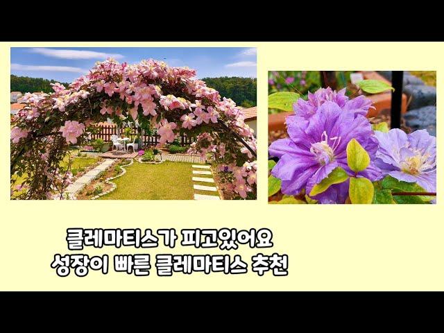 (클레마티스)성장 속도가빠르고 개화량이 많은 종류 알려드릴께요